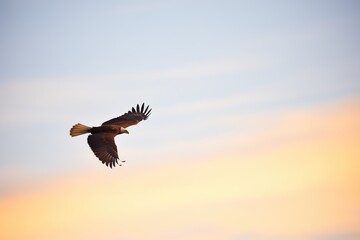 Obraz premium lone golden eagle silhouetted against the sunset sky