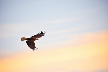 lone golden eagle silhouetted against the sunset sky
