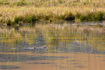 Two sandpipers swimming in a pond