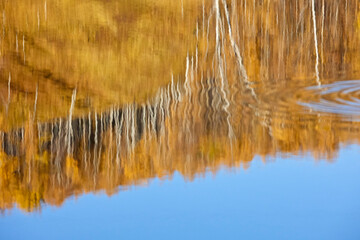 Reflection of the autumn forest on the surface of the water