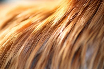 Fotobehang llama fur close-up in sunlight © studioworkstock