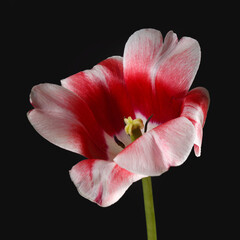 Red-white tulip flower isolated on black background.