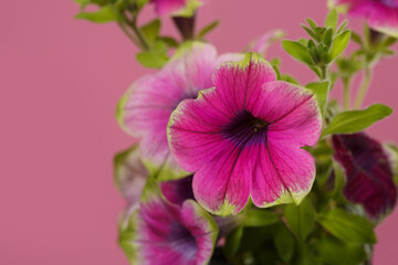 Pink green petunia flower isolated on pink background.