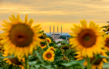 Selimiye Mosque in sunflowers, Edirne