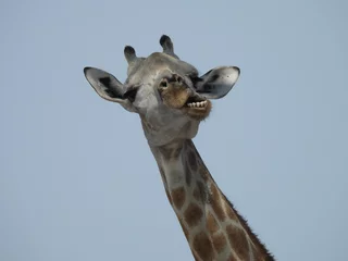 Rolgordijnen Giraffe funnyface © Brian