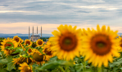 Selimiye Mosque in sunflowers, Edirne