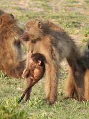 Baby baboon grip