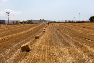 Fototapeta na wymiar view of hay bales in harvested wheat field