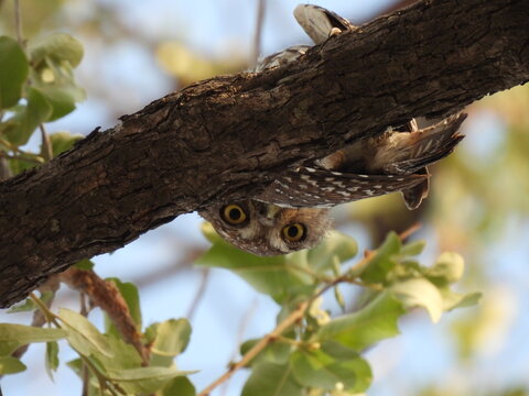 Stare down by a Pearl Spotted Owl