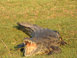 Obraz premium Crocodile sunning