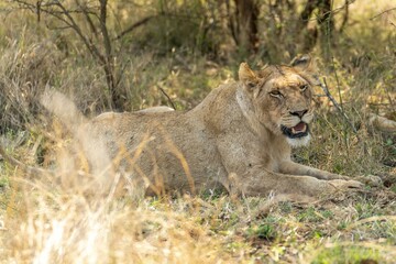 Female lion relaxing in the grass