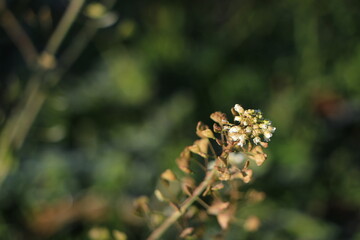 白く咲いたナズナの花