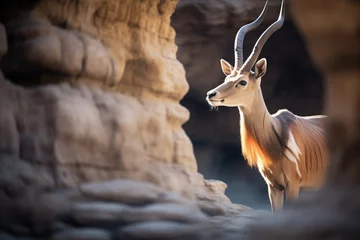 Foto op Canvas antelope in the shadow of a rock formation © studioworkstock