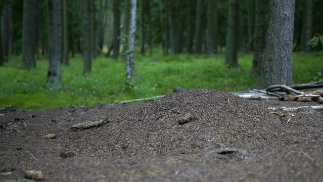 Life of ants in the forest. Ants are running around an anthill. Time lapse.