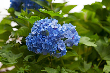 Blue Hortensia