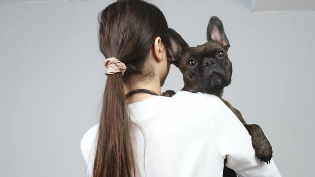 A woman veterinarian holds a cute French bulldog in her arms on a light background. The concept of medical examination of animals and caring for them.