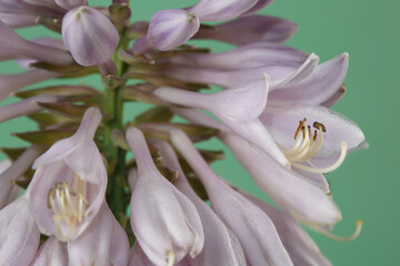 Hosta inflorescence of gently lilac color isolated on green background.