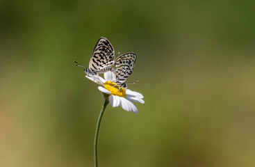 Balkan Tiger butterfly (Tarucus balkanicus) on the plant