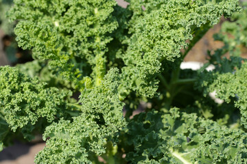 Growing kale in containers.  Fresh green vegetable