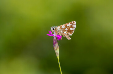 Red Jumper butterfly (Spialia orbifer) on the plant