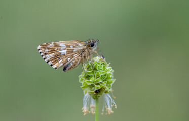 Aegean Hopper butterfly (Pyrgus melotis) on the plant.​