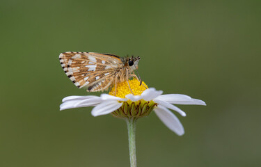 Aegean Hopper butterfly (Pyrgus melotis) on the plant.​