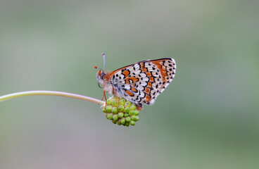 Algerian Moth butterfly (Melitaea ornata) on a plant