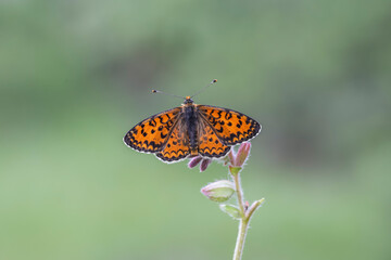 Beautiful Iparhan butterfly (Melitaea syriaca) on the plant