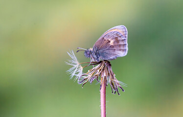 Lesser Jumping Nymph butterfly (Coenonympha pamphilus) on the plant.​