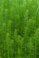 Fototapeta na wymiar Green fence background from plants