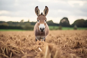 Fotobehang donkey in a field with perked ears facing camera © studioworkstock