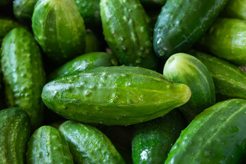 Texture - a large number of ripe, green, fresh cucumbers from the garden with one isolated