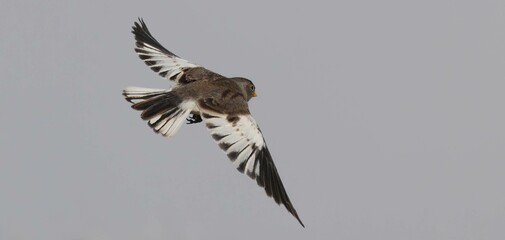 White-winged Snowfinch Soaring with Wings Spread