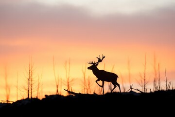 fiery evening sky silhouetting an elk on a ridge