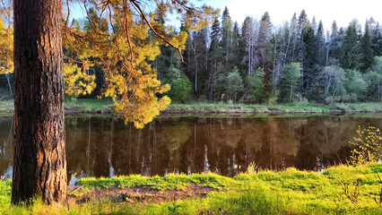 A pine forest with trees, trunks, water of a river or lake, illuminated by the summer, autumn, or spring evening sun. A beautiful natural landscape for postcard or wallpaper