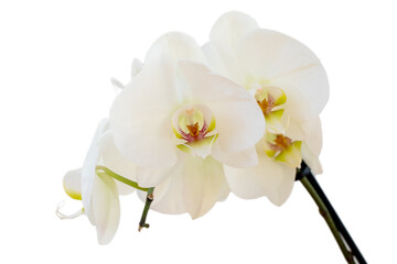 white Orchid isolated on white background