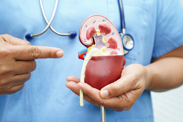 Chronic kidney disease, doctor with model for treatment urinary system, urology, Estimated...