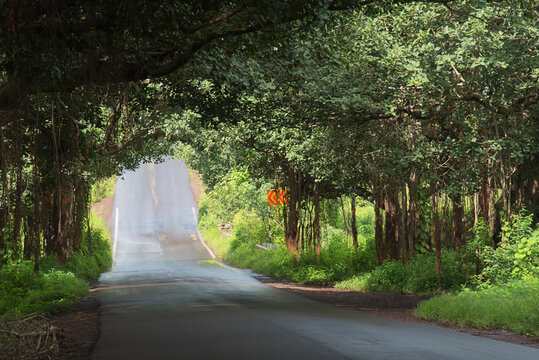 Beautiful tree lined road in the Tunnel of Trees on a drive from Bhor to Varandh Ghat, Maharashtra, India, Asia.