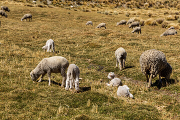 Fototapeta premium Herd of sheep grazing in the mountains