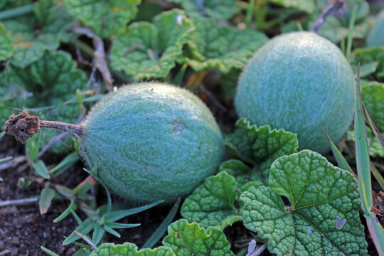 Diplocyclos palmatus also known as cucumber, marble vine, striped cucumber or native bryony is a vine in the family Cucurbitaceae