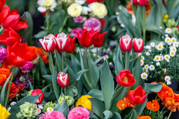 華やかなチューリップ の花壇