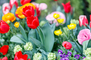 可愛らしいチューリップ の花壇