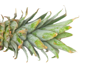 Pineapple leaf isolated on a white background.png