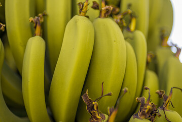 fresh natural bananas food background closeup