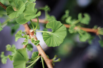 balkonpflanzen und Bienenhäuser