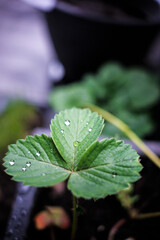 balkonpflanzen und Bienenhäuser