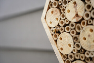 balkonpflanzen und Bienenhäuser