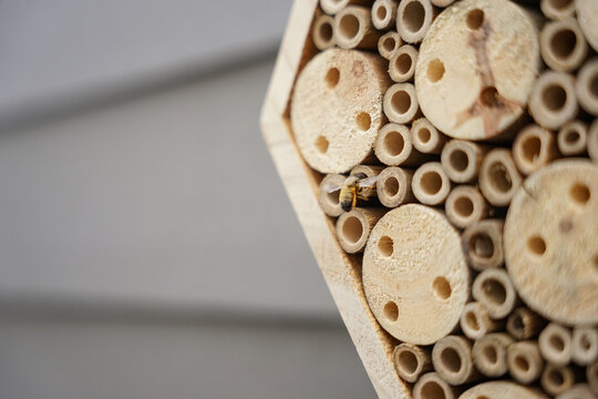 balkonpflanzen und Bienenh&auml;user
