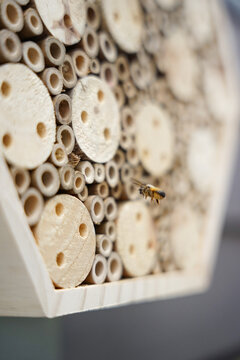 balkonpflanzen und Bienenh&auml;user