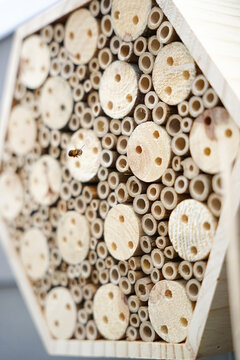 balkonpflanzen und Bienenh&auml;user